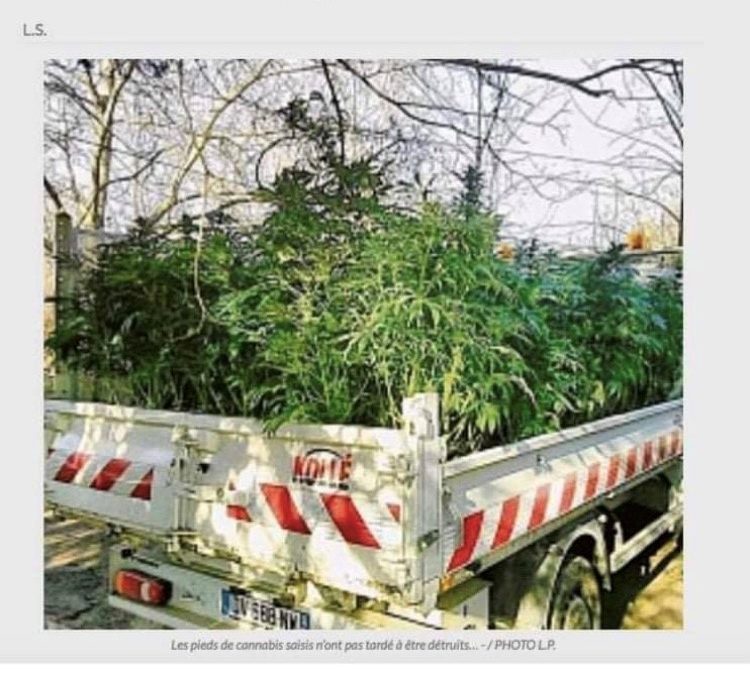 Stupéfiants – Plantation de 1600 pieds de cannabis :  » Peines clémentes pour les cannabiculteurs « 